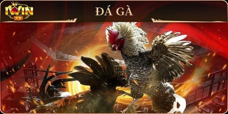 Đá gà IWIN sở hữu trường gà chọi đầy mê hoặc.
